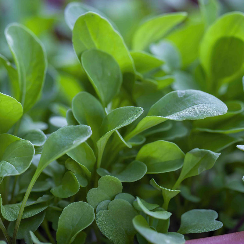 Watercress Seeds 