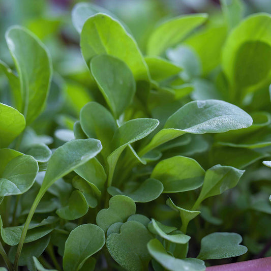 Watercress Seeds 
