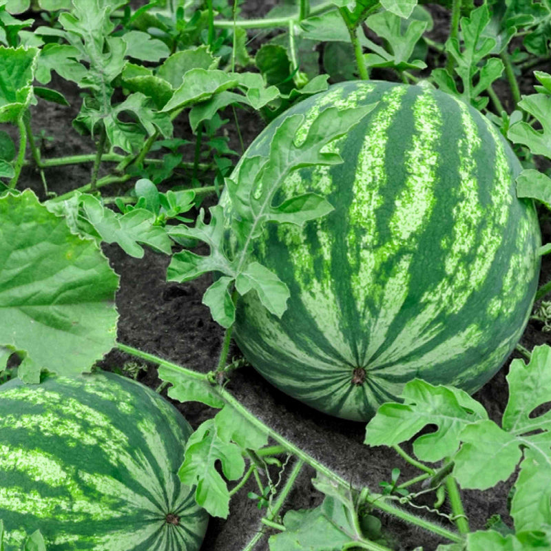 Watermelon Seeds