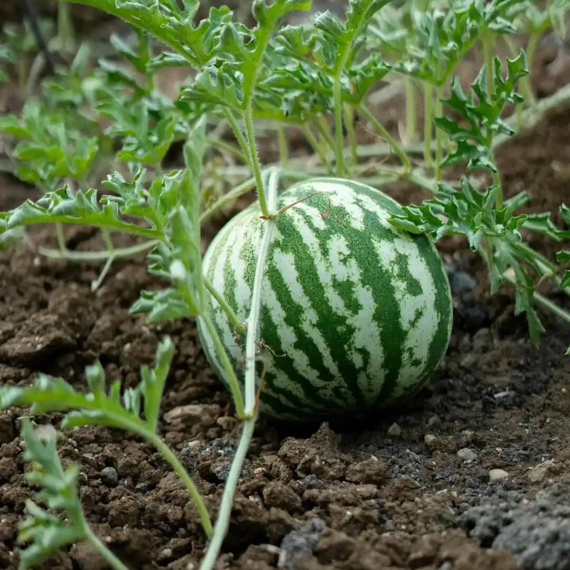 Watermelon Seeds