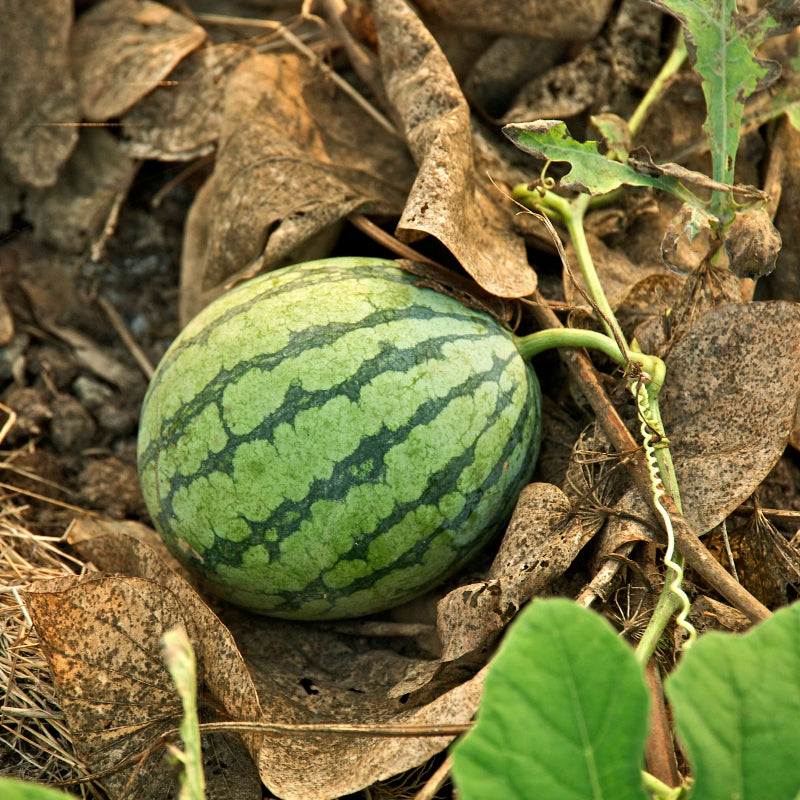 Watermelon Seeds