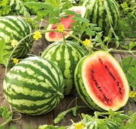 Watermelon Seeds - Fruit Plant