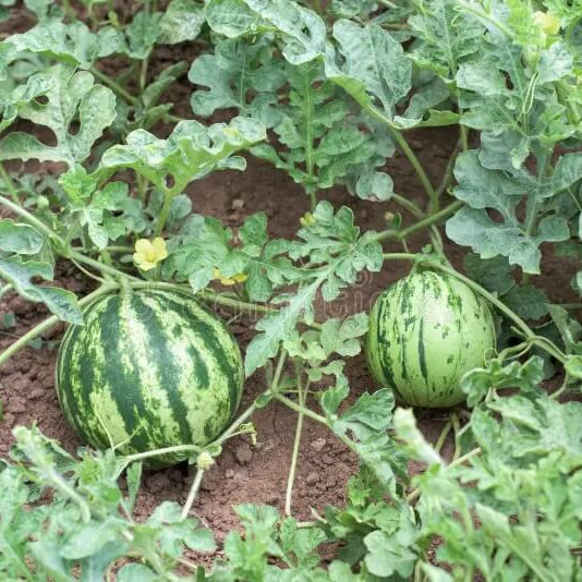 Watermelon Seeds - Fruit Plant