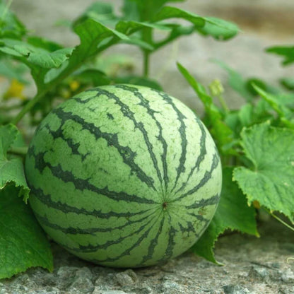 Watermelon Seeds - Fruit Plant