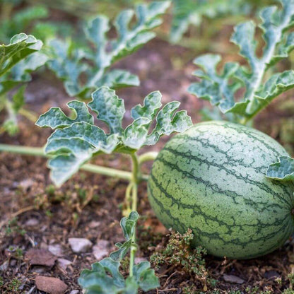 Watermelon Seeds 