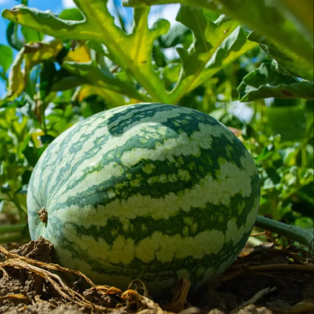 Watermelon Seeds 