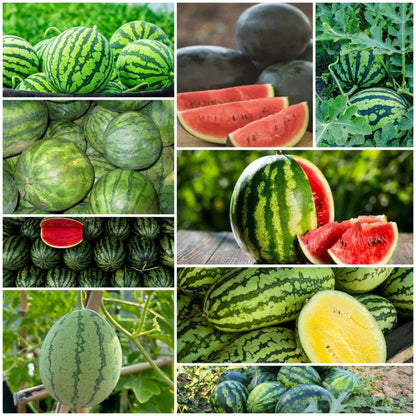 Watermelon Seeds 