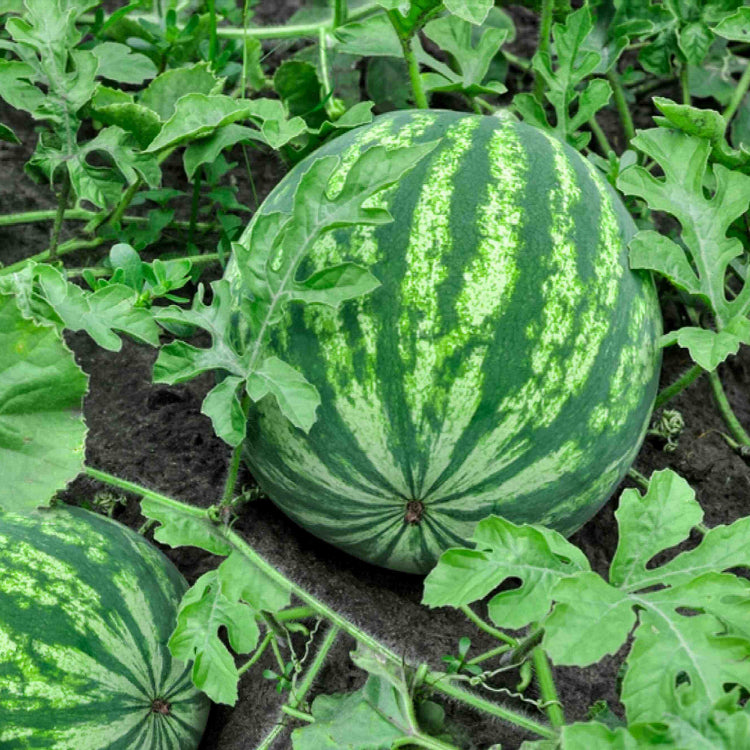 Watermelon Seeds 