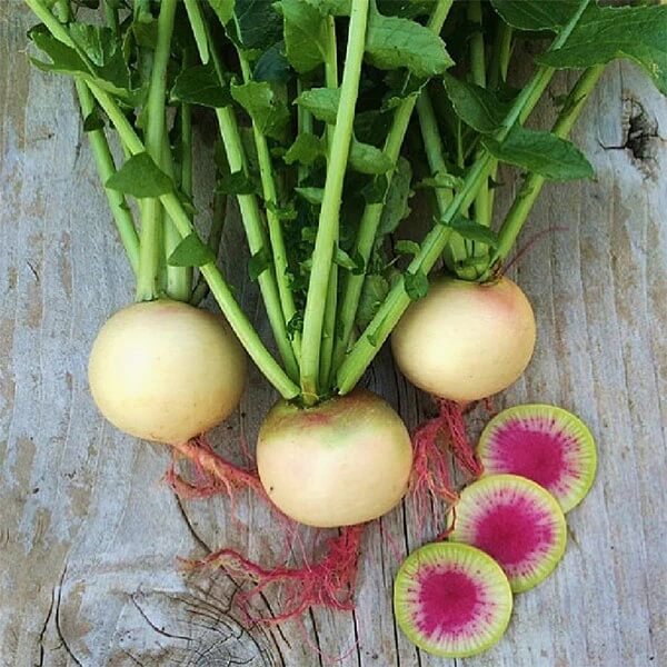 Watermelon radish seeds - Vegetable Plant
