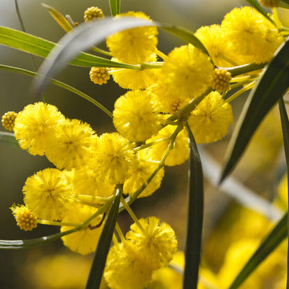 Wattle seeds - Flower Plant for Home Gardens