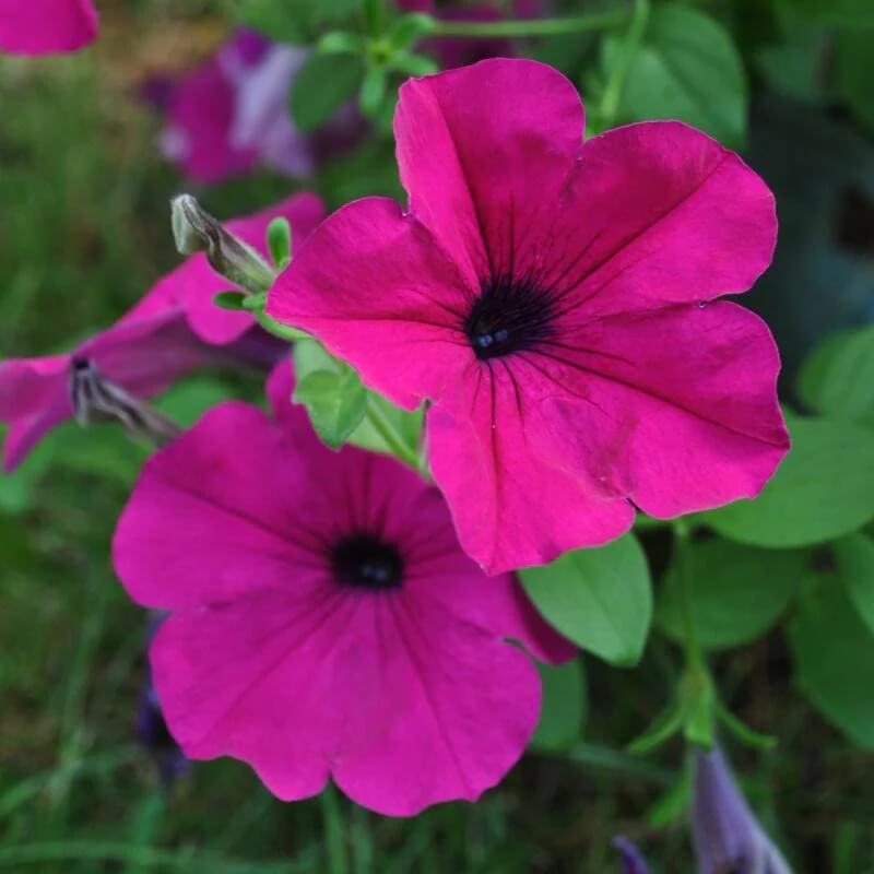 Wave Petunia Seeds