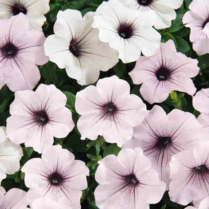Wave Petunia Seeds