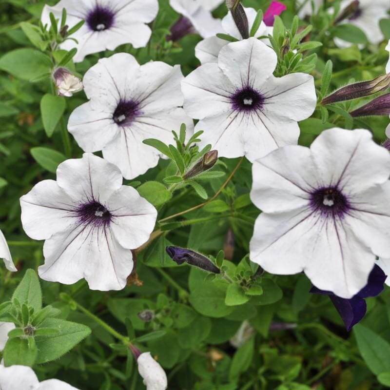 Wave Petunia Seeds