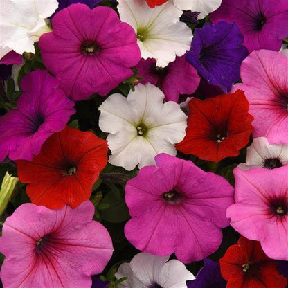Wave Petunia Seeds