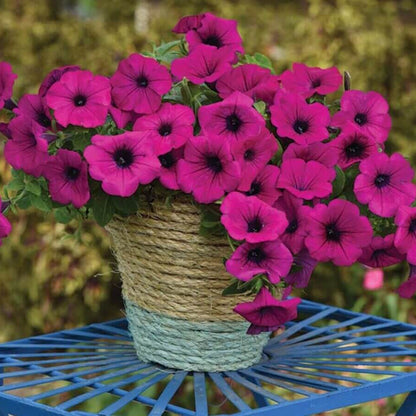 Wave Petunia Seeds