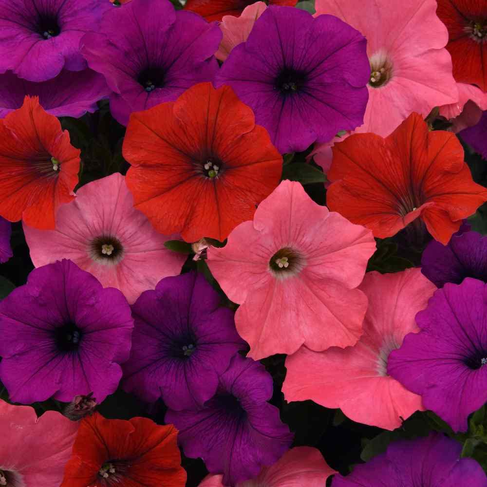Wave Petunia Seeds - Flower Plant