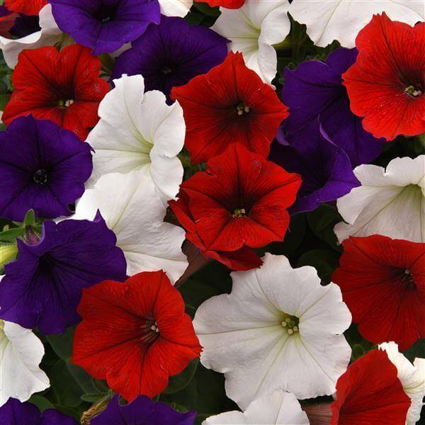 Wave Petunia Seeds - Flower Plant