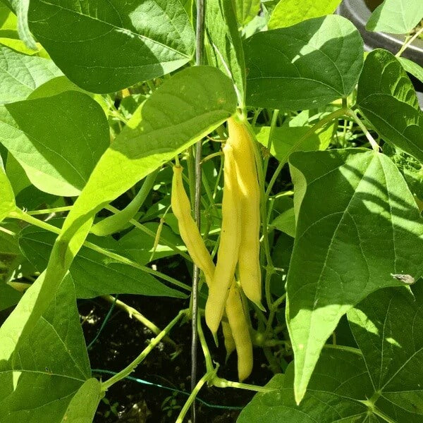 Wax Bean Seeds - Vegetable Plant