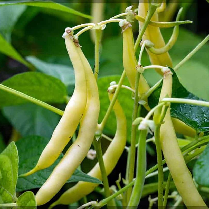Wax Bean Seeds - Vegetable Plant