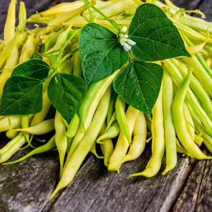 Wax Bean Seeds - Vegetable Plant