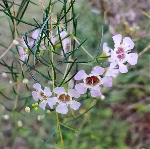 Wax Flower Seeds