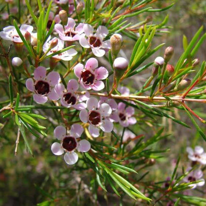 Wax Flower Seeds