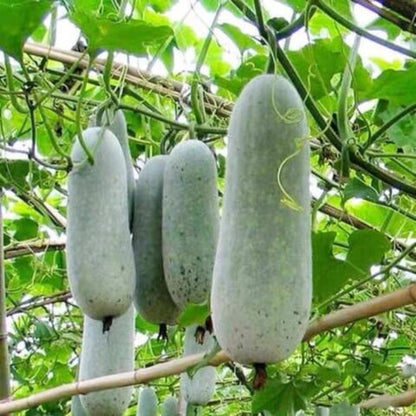 Wax Gourd Seeds - Vegetable plant