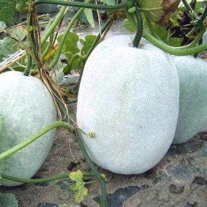 Wax Gourd Seeds - Vegetable plant