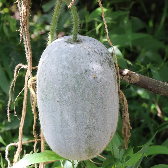 Wax Gourd Seeds - Vegetable plant