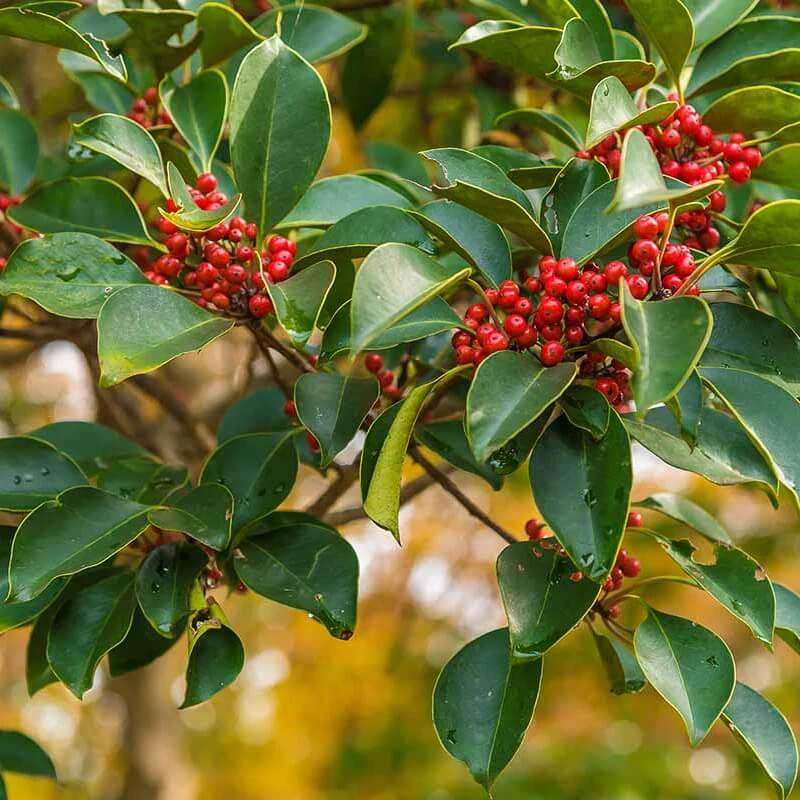 Weeping Yaupon Holly Seeds
