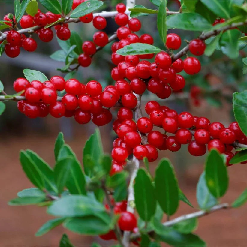 Weeping Yaupon Holly Seeds
