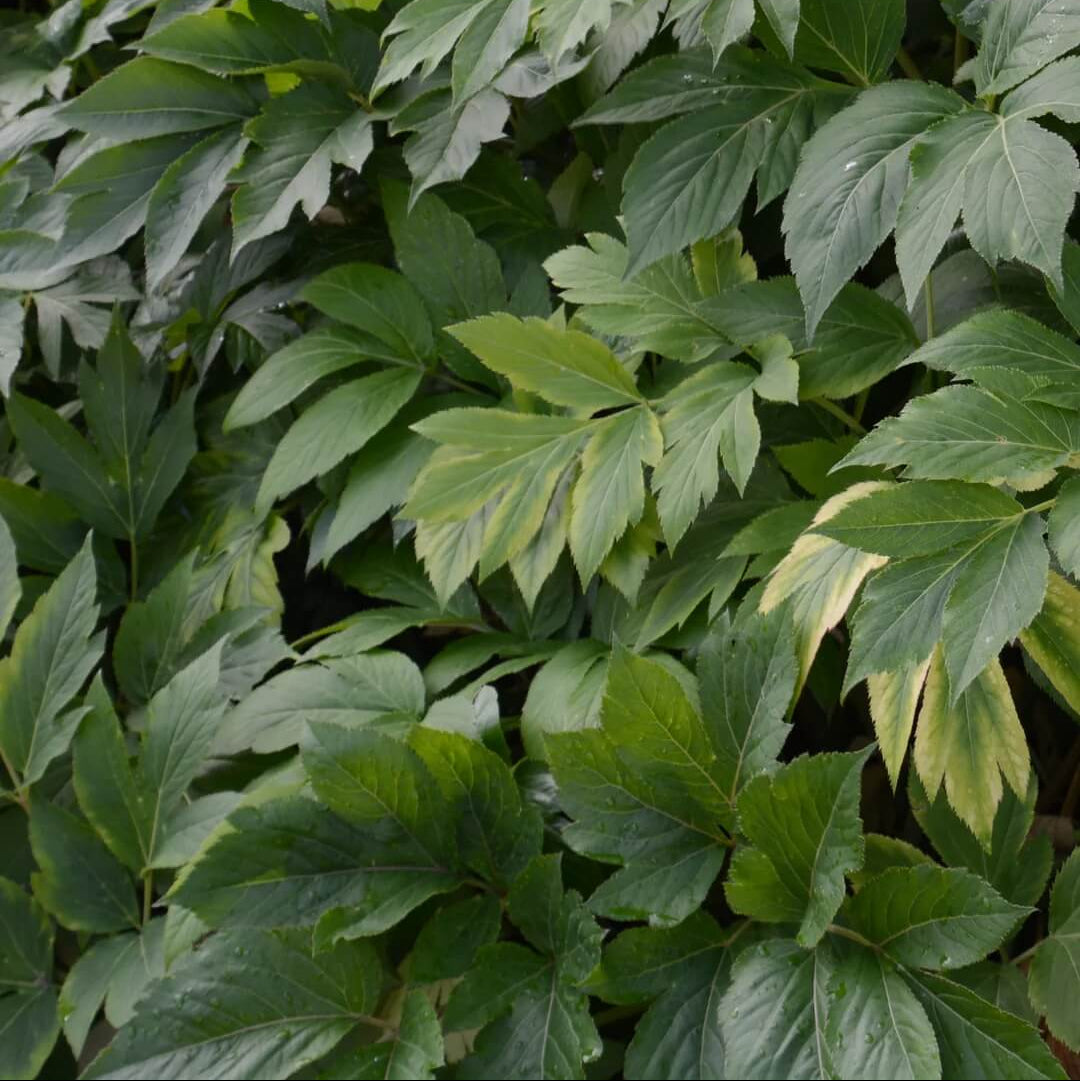 Wellness Ashitaba Seeds