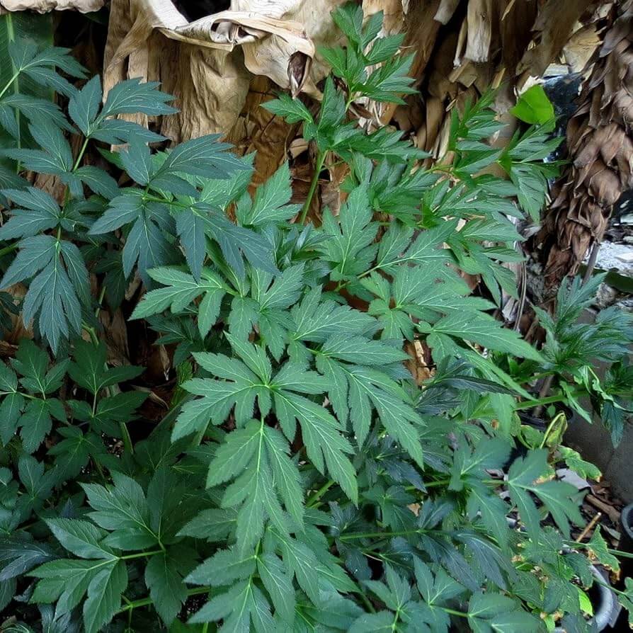 Wellness Ashitaba Seeds