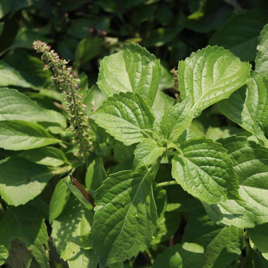 West African Wild Clove Basil Seeds 