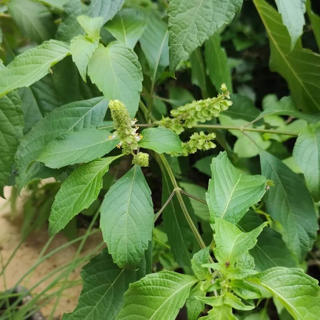 West African Wild Clove Basil Seeds 