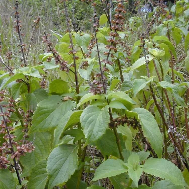 West African Wild Clove Basil Seeds 