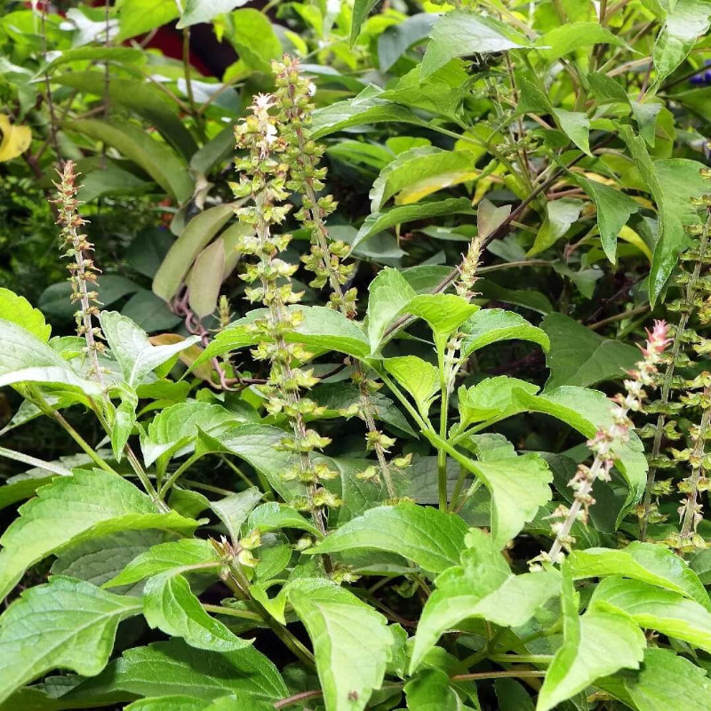 West African Wild Clove Basil Seeds 