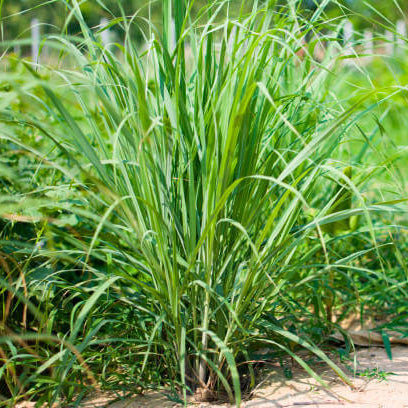 West Indian Lemongrass Seeds - Herbal Plant