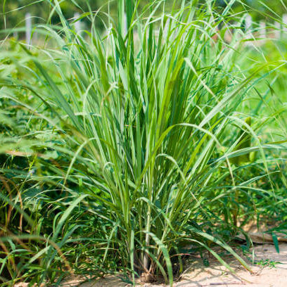 West Indian Lemongrass Seeds - Herbal Plant