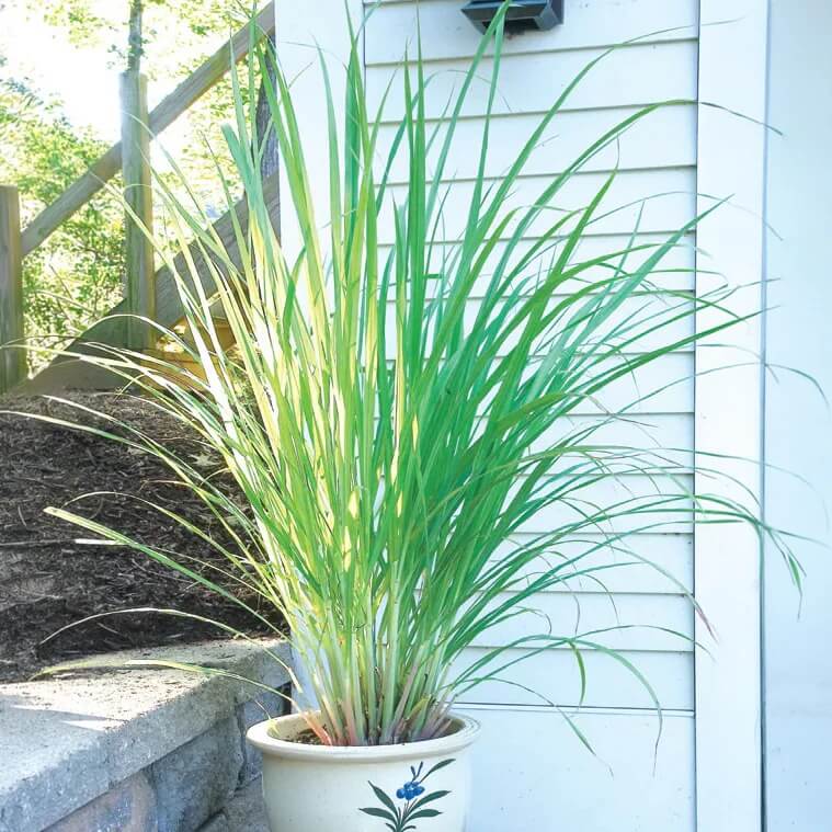 West Indian Lemongrass Seeds - Herbal Plant