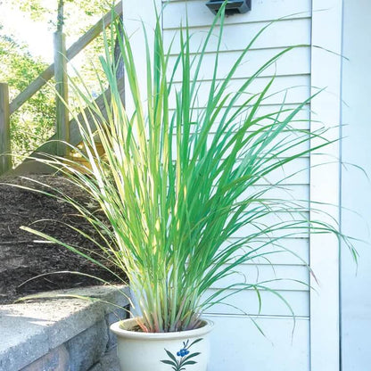 West Indian Lemongrass Seeds - Herbal Plant