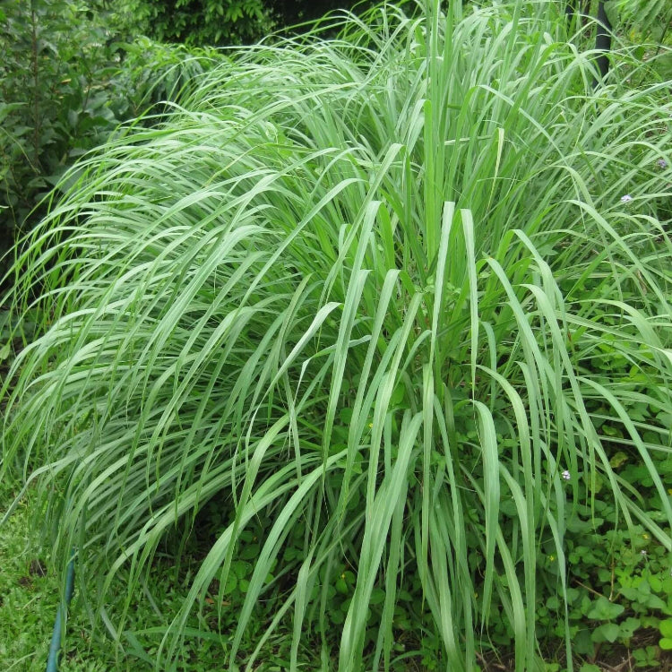 West Indian Lemongrass Seeds - Herbal Plant
