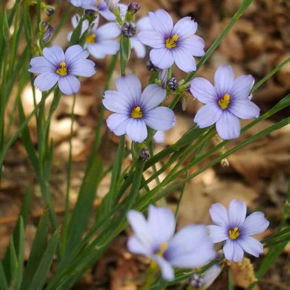 Western Blue Eyed Grass Seeds