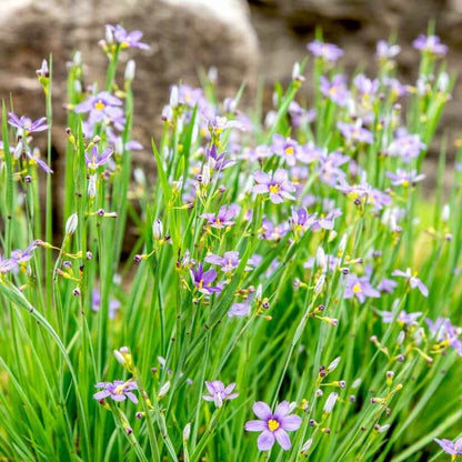 Western Blue Eyed Grass Seeds