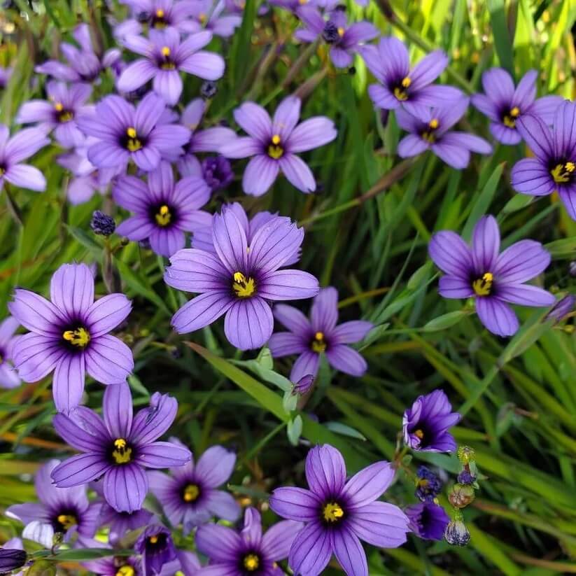 Western Blue Eyed Grass Seeds