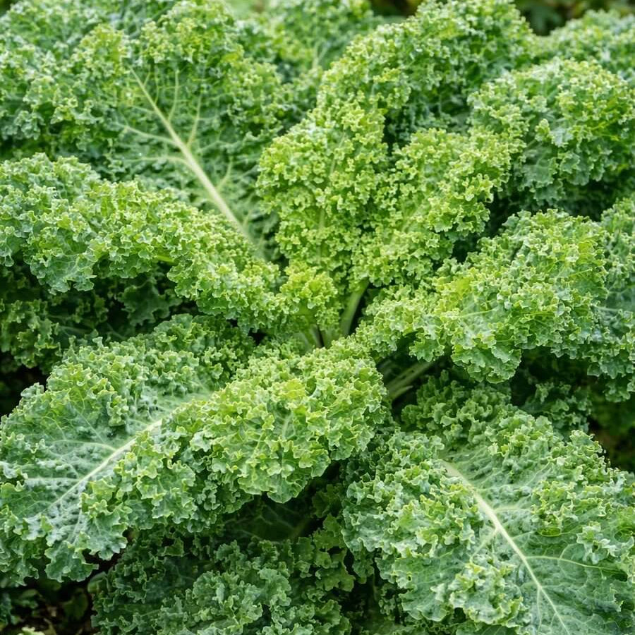 Westlander Kale Seeds - Heirloom Vegetable Plant for Home Gardens
