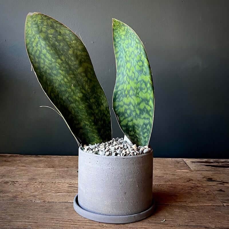 Whale Fin Snake Plant seeds