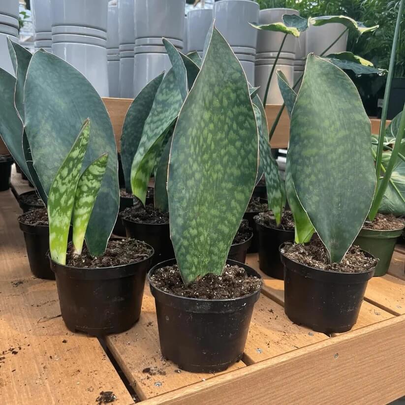 Whale Fin Snake Plant seeds