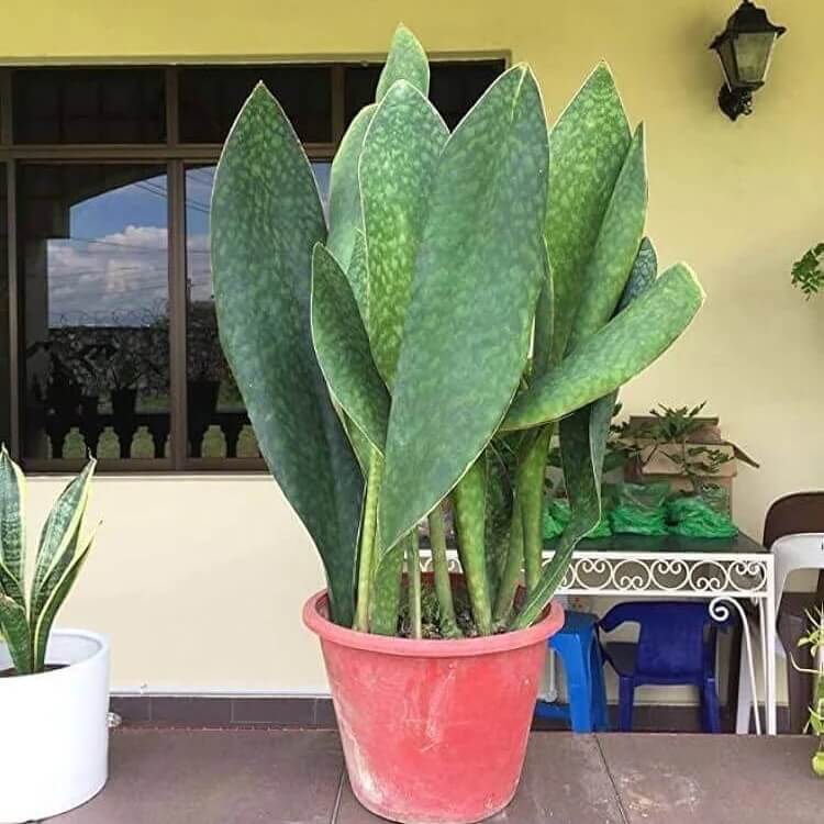 Whale Fin Snake Plant seeds