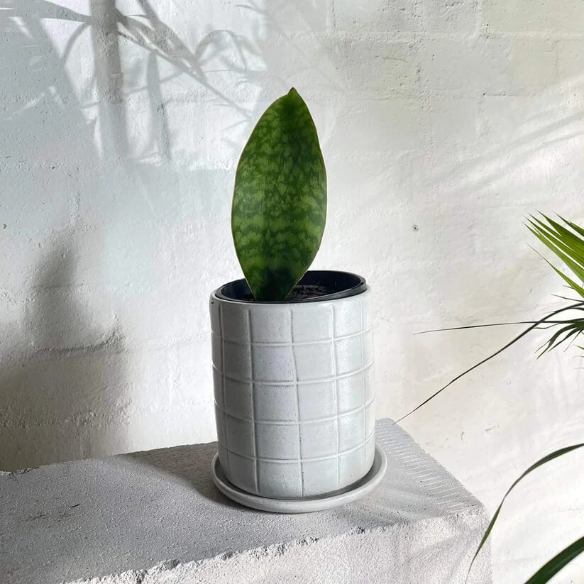 Whale Fin Snake Plant seeds